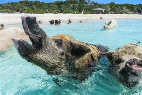 pigs in nassau|Where To Find The Swimming Pigs Of The Bahamas